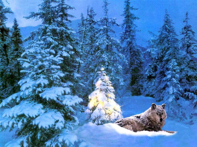 Bear snow forest trees lights free wallpaper for desktop - medium preview image