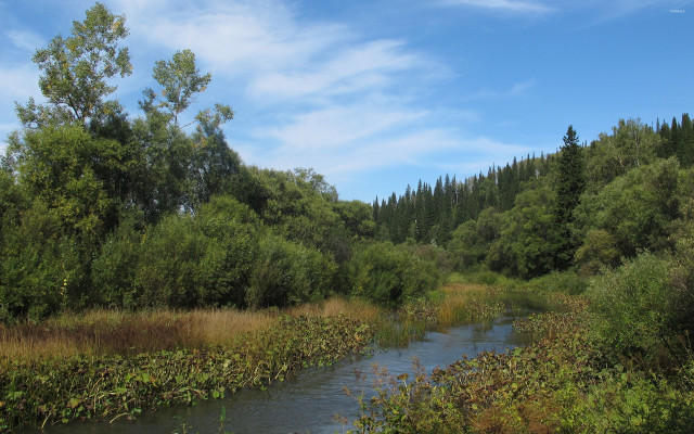 River forest sunny blue sky free wallpaper for desktop - medium preview image