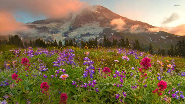 Wildflowers mountain sunset clouds field free wallpaper for desktop - medium preview image