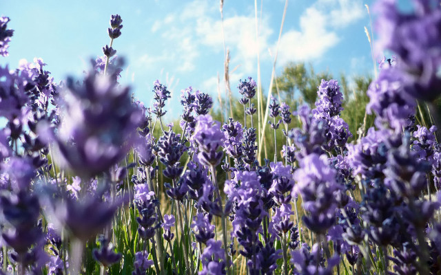 Lavender field blue sky clouds free wallpaper for desktop - medium preview image
