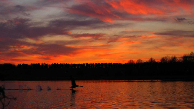 Person rowing boat lake sunset free wallpaper for desktop - medium preview image