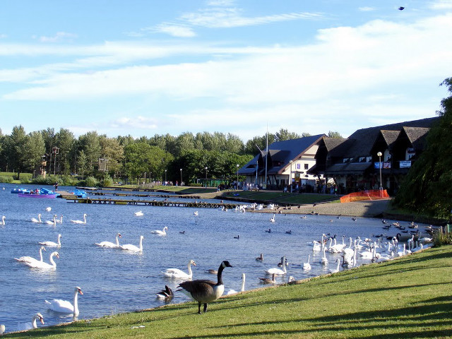 Swans lake house trees boats free wallpaper for desktop - medium preview image