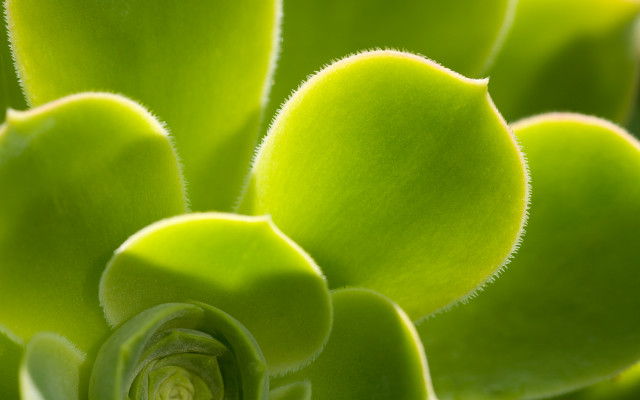 Green plant closeup leaves stems free wallpaper for desktop - medium preview image