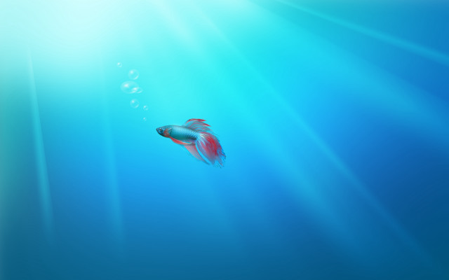 Fish swimming blue water sunbeams free wallpaper for desktop - medium preview image