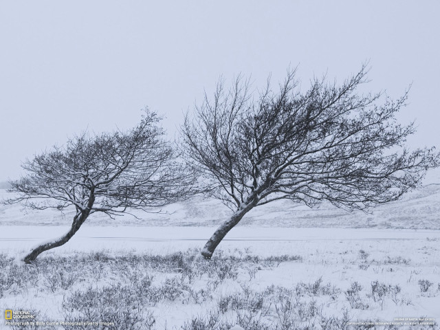 Snowy trees autumn bare branch free wallpaper for desktop - medium preview image