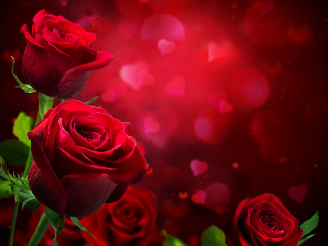 Red roses red background bokeh free wallpaper for desktop - medium preview image