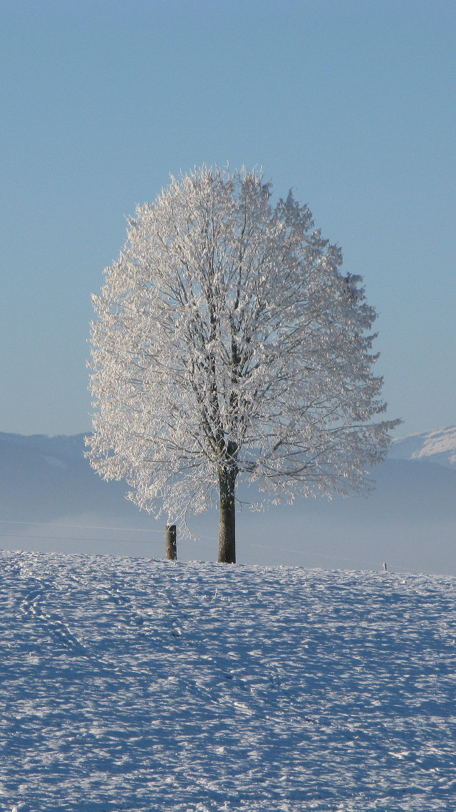 Lone tree snowy field sky free wallpaper for mobile - medium preview image
