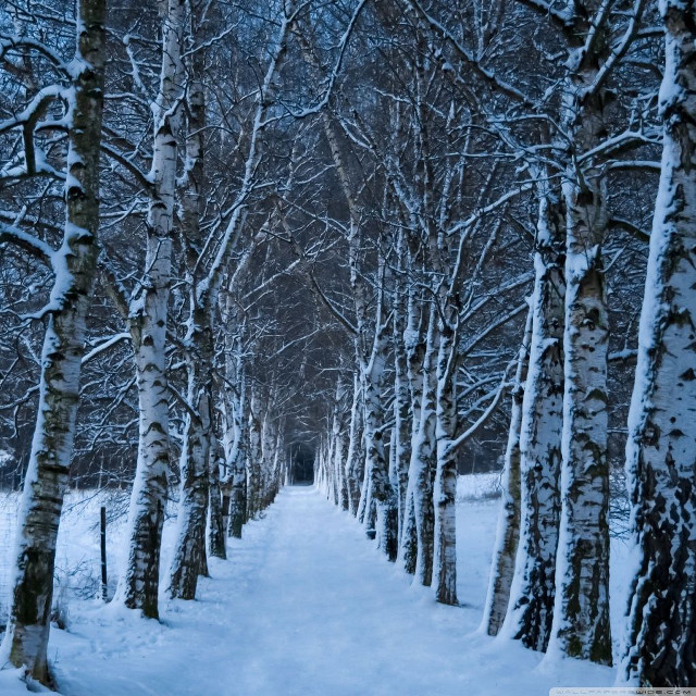 Snowy forest path person walking #2 free wallpaper for tablet - medium preview image