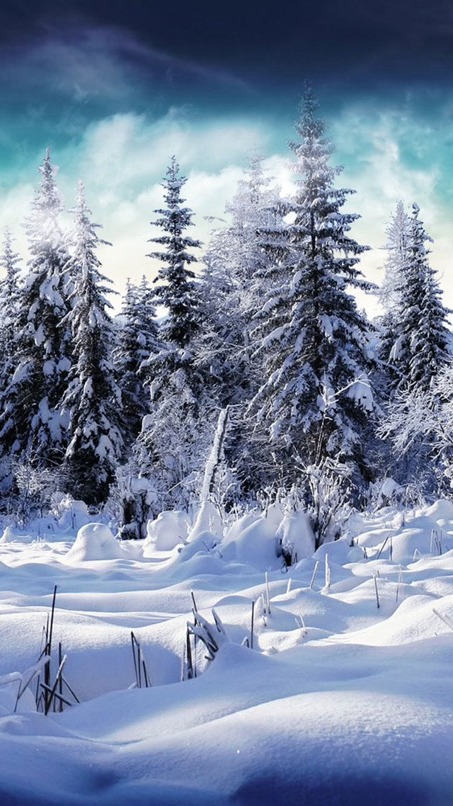 Snowy winter forest lake mountain free wallpaper for mobile - medium preview image