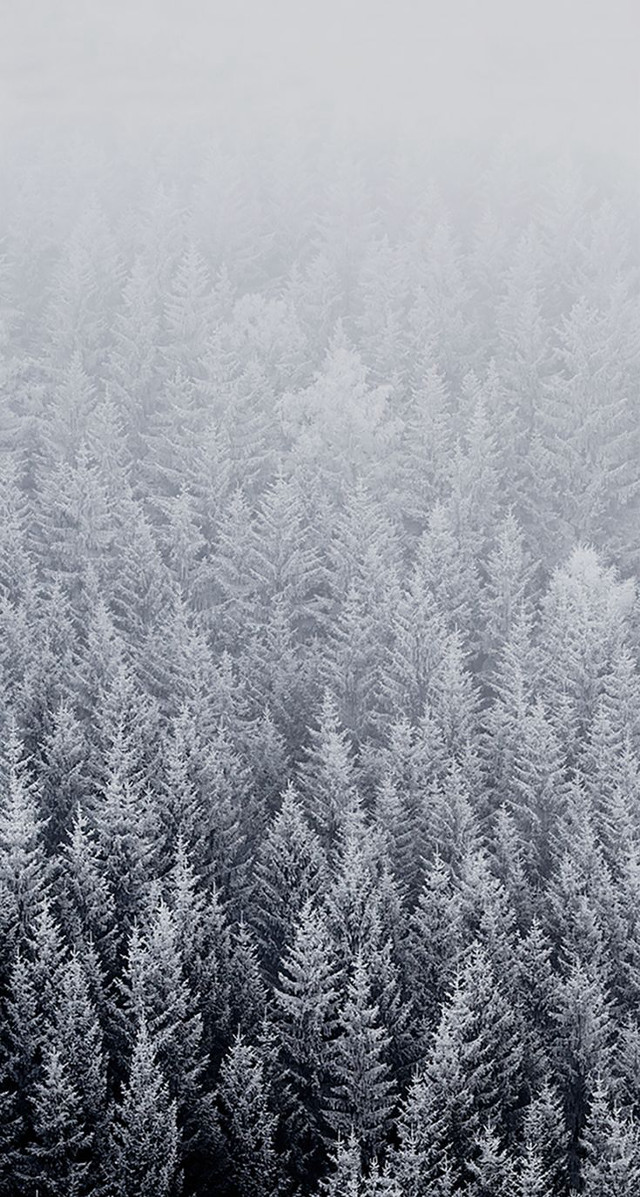 Forest snow frost trees foggy free wallpaper for mobile - medium preview image