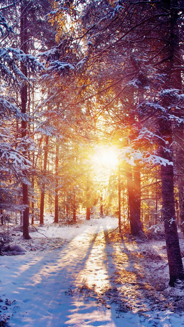 Snowy path woods sunlight snow free wallpaper for mobile - medium preview image