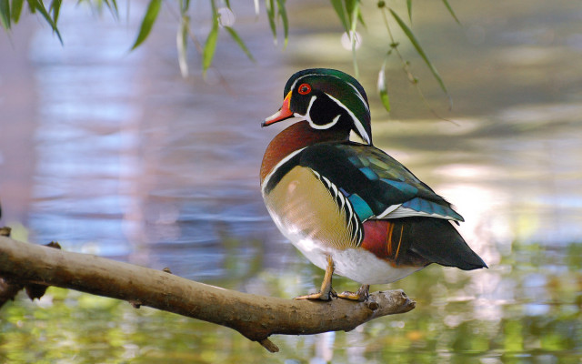 Colorful bird perched branch pond free wallpaper for desktop - medium preview image