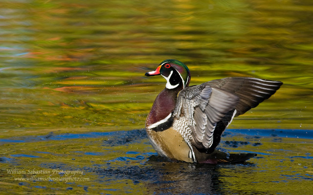 Duck standing water wings spread free wallpaper for desktop - medium preview image