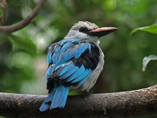 Bird blue black beak branch free wallpaper for desktop - medium preview image