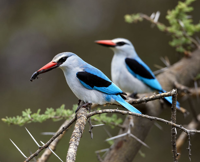 Two birds branch needles blurry free wallpaper for desktop - medium preview image