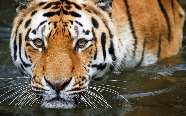 Tiger walking water looking distance free wallpaper for desktop - medium preview image