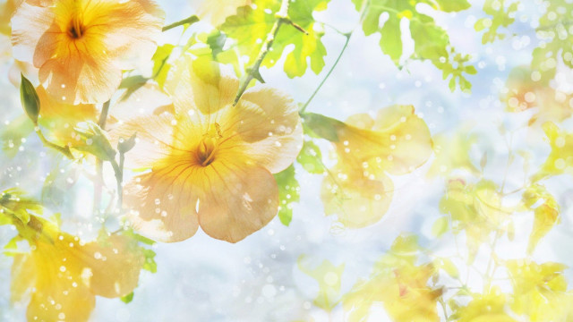 Yellow flowers tree branch sunlight free wallpaper for desktop - medium preview image