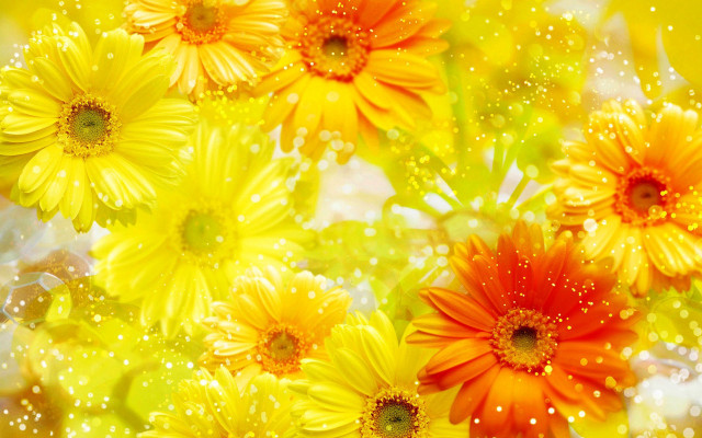 Yellow flower water droplets sunset free wallpaper for desktop - medium preview image