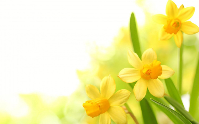 Yellow flowers green stems white free wallpaper for desktop - medium preview image