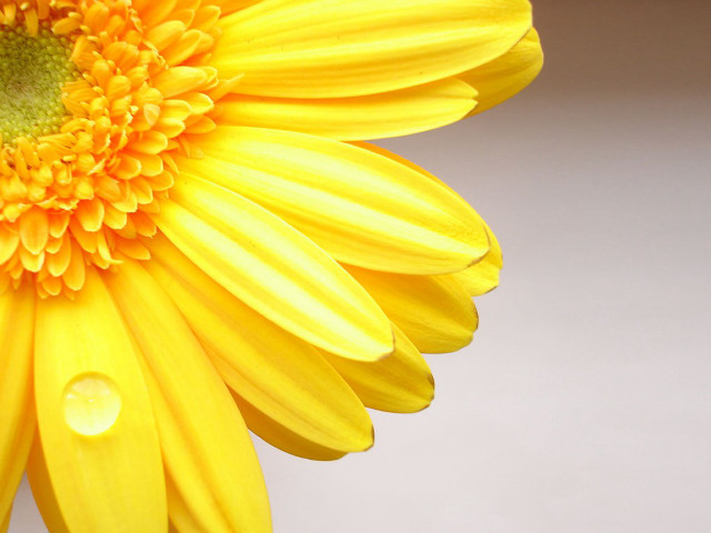 Yellow flower water droplets white free wallpaper for desktop - medium preview image