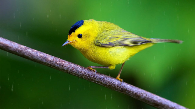Yellow bird blue eyes branch free wallpaper for desktop - medium preview image