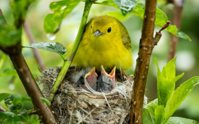 Yellow bird open beak nest free wallpaper for desktop - medium preview image