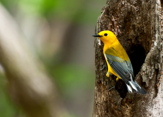 Yellow gray bird in hollow free wallpaper for desktop - medium preview image