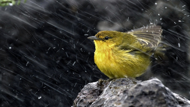 Yellow bird rock rain wings free wallpaper for desktop - medium preview image