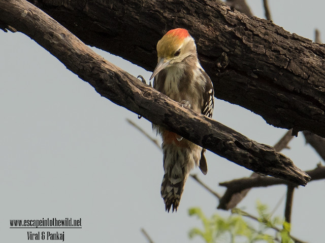 Bird perched tree branch sky free wallpaper for desktop - medium preview image