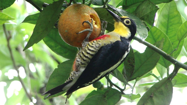 Bird branch fruit hanging back free wallpaper for desktop - medium preview image