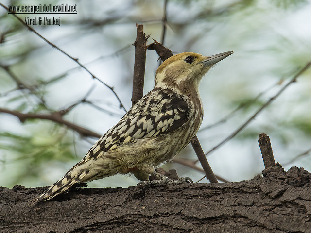 Bird perched branch tree sky free wallpaper for desktop - medium preview image