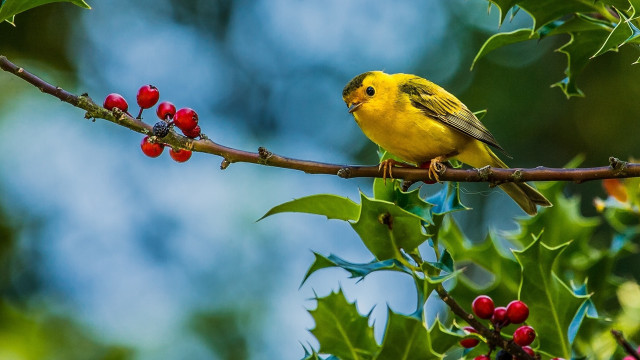 Yellow bird branch tree berries #2 free wallpaper for desktop - medium preview image