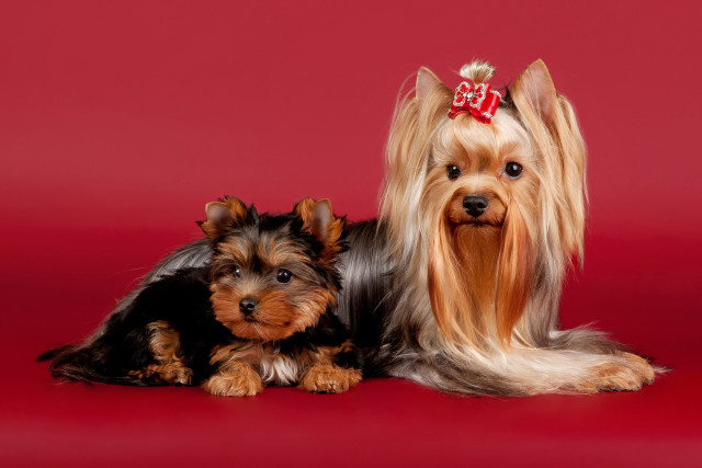 Two small dogs red background free wallpaper for desktop - medium preview image