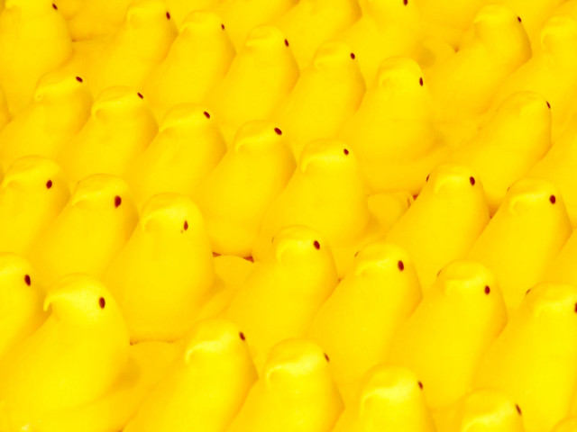 Yellow birds group sitting row free wallpaper for desktop - medium preview image
