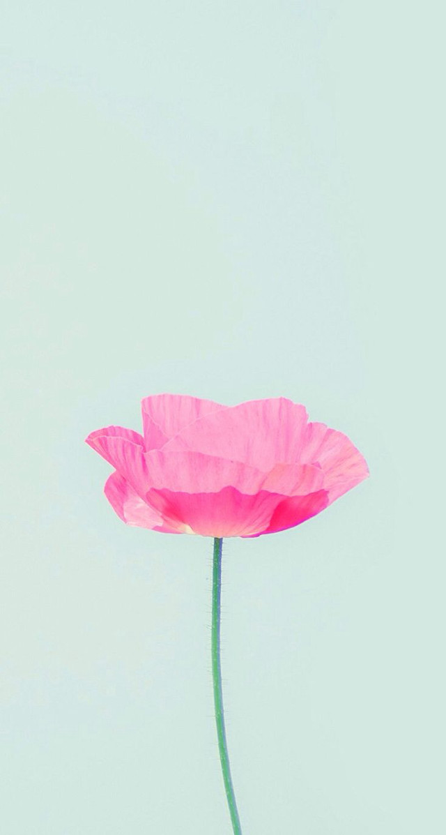 Pink flower vase tabletop blue free wallpaper for mobile - medium preview image