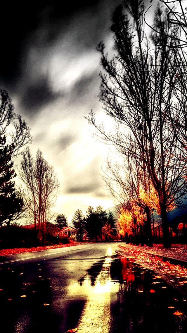 Street puddle trees leaves background free wallpaper for mobile - medium preview image