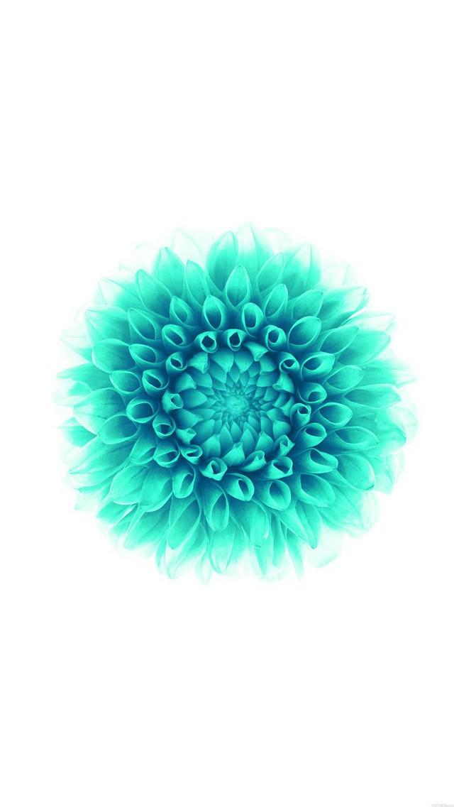 Blue flower white background image free wallpaper for mobile - medium preview image