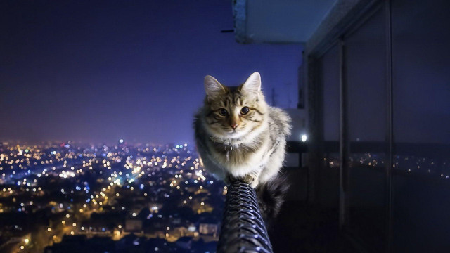 Cat sitting building night city free wallpaper for desktop - medium preview image