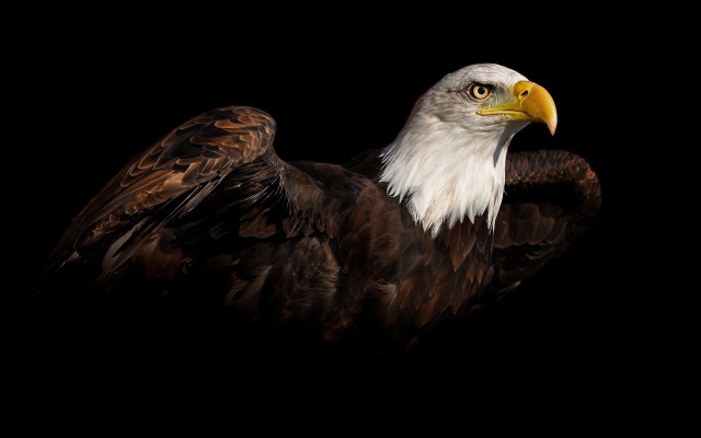 Bald eagle black background detailed #2 free wallpaper for desktop - medium preview image