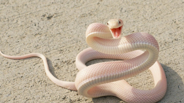 Snake mouth open tongue out #6 free wallpaper for desktop - medium preview image