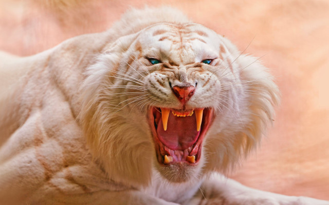White tiger mouth open teeth #2 free wallpaper for desktop - medium preview image