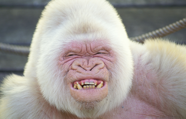 White monkey old man facial free wallpaper for desktop - medium preview image