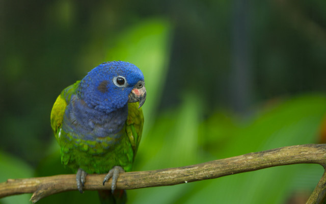 Blue green bird forest branch free wallpaper for desktop - medium preview image
