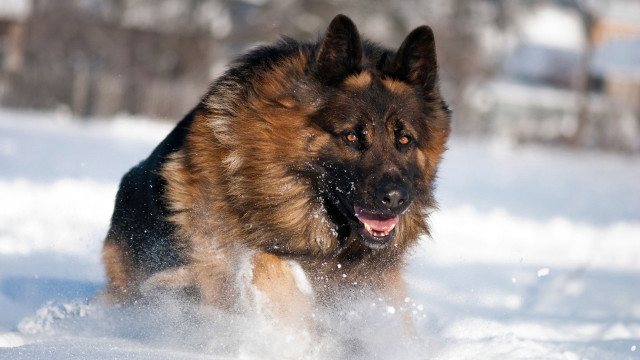 Dog running through snow wintertime #4 free wallpaper for desktop - medium preview image