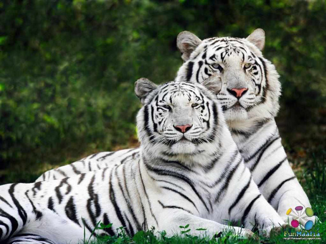Two white tigers laying grass #5 free wallpaper for desktop - medium preview image