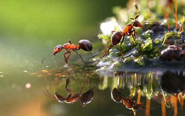 Ants walking wet surface water free wallpaper for desktop - medium preview image