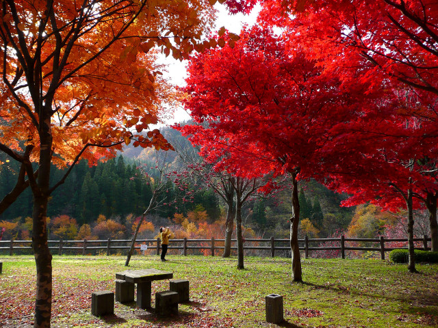 Park bench red leaves person free wallpaper for desktop - medium preview image