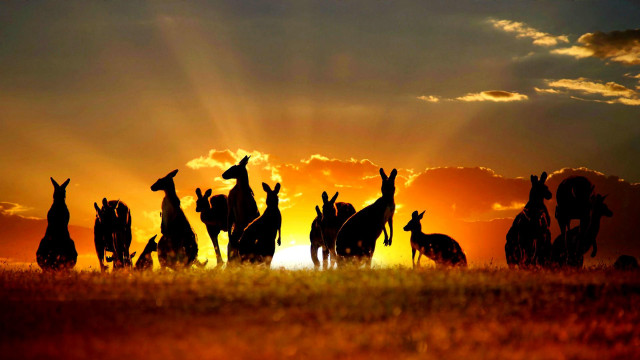 Giraffes sunset field sky group free wallpaper for desktop - medium preview image