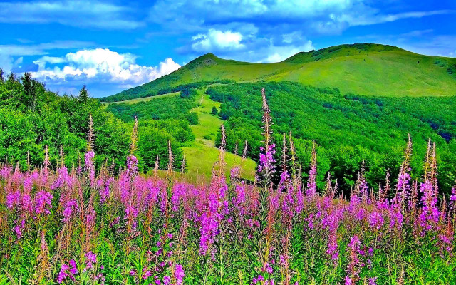 Field flowers trees mountain clouds #2 free wallpaper for desktop - medium preview image
