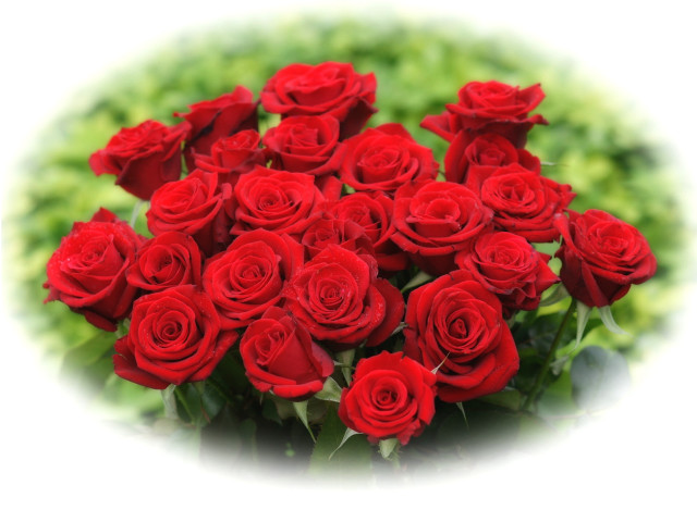 Red roses bouquet white background free wallpaper for desktop - medium preview image